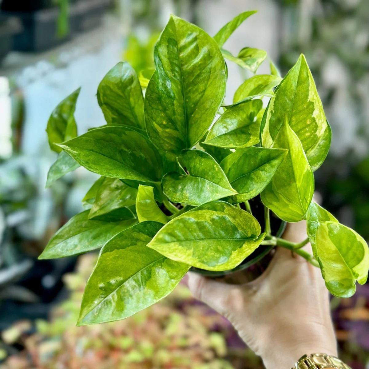 Epipremnum aureum 'Lizard Queen' - Efeutute der Lizard Queen - 10 cm