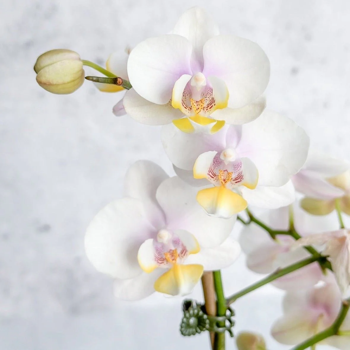 Phalaenopsis-Orchidee
