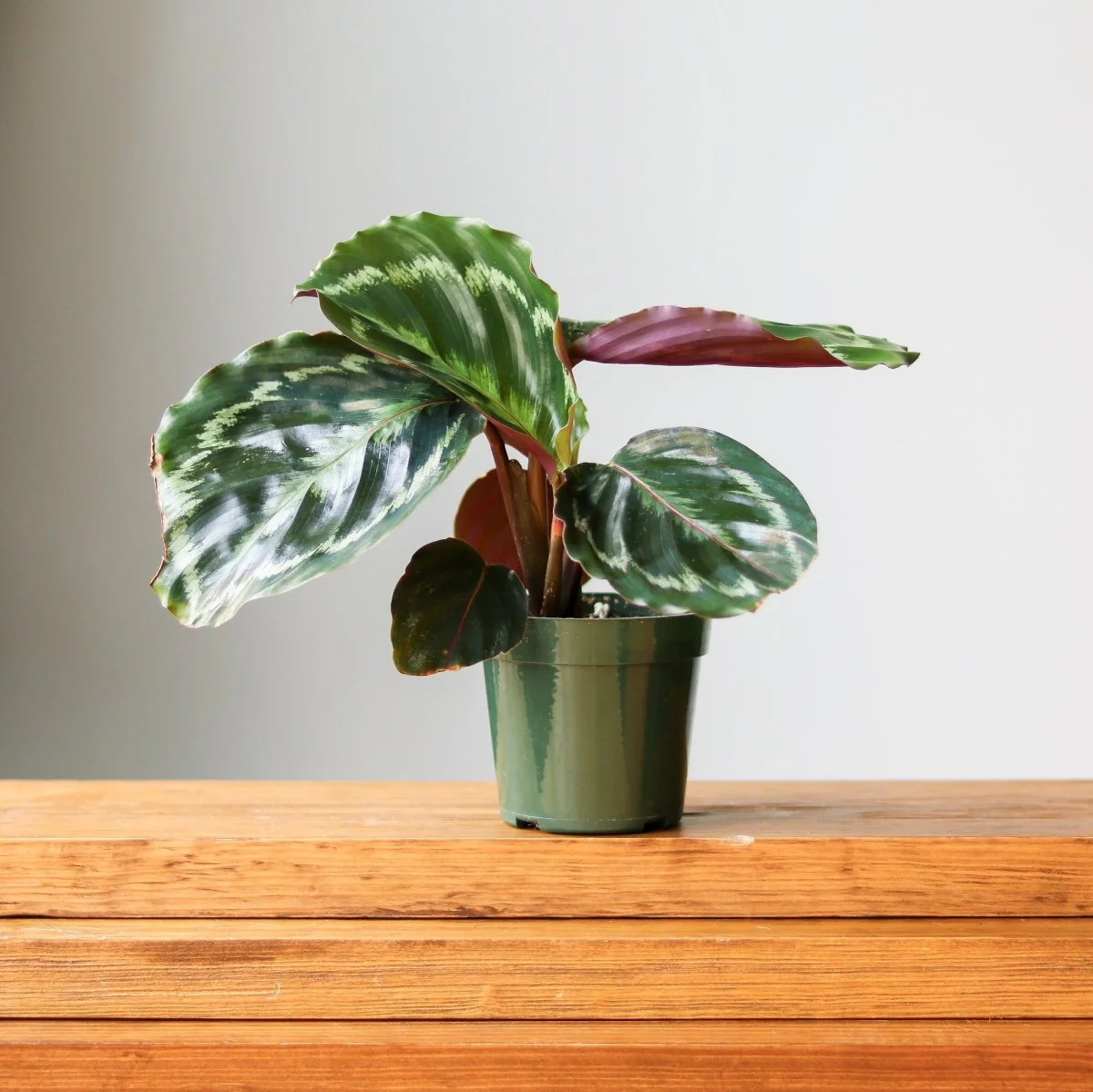 Calathea Roseopicta „Medaillon“
