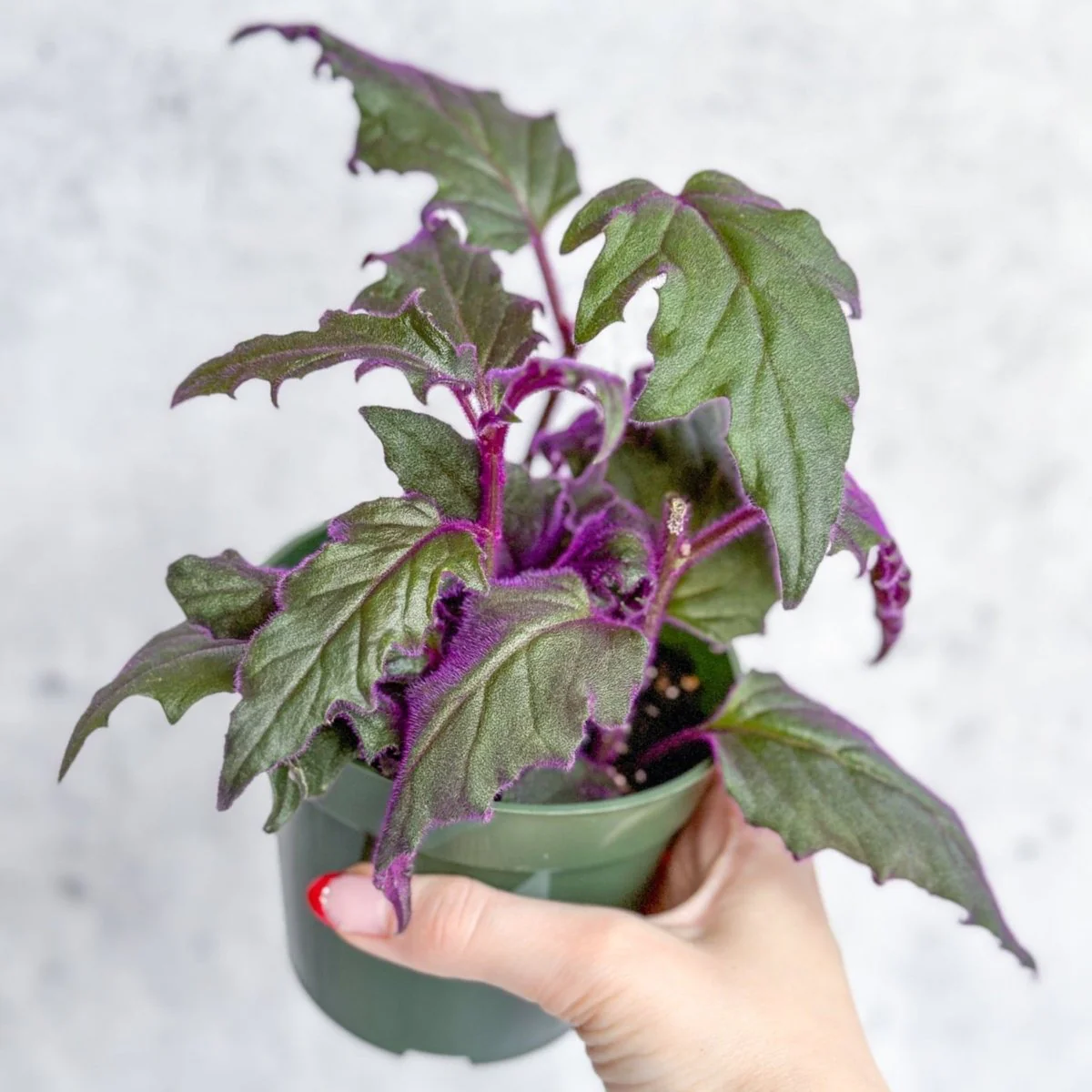 Gynura Aurantiaca „Purple Passion“