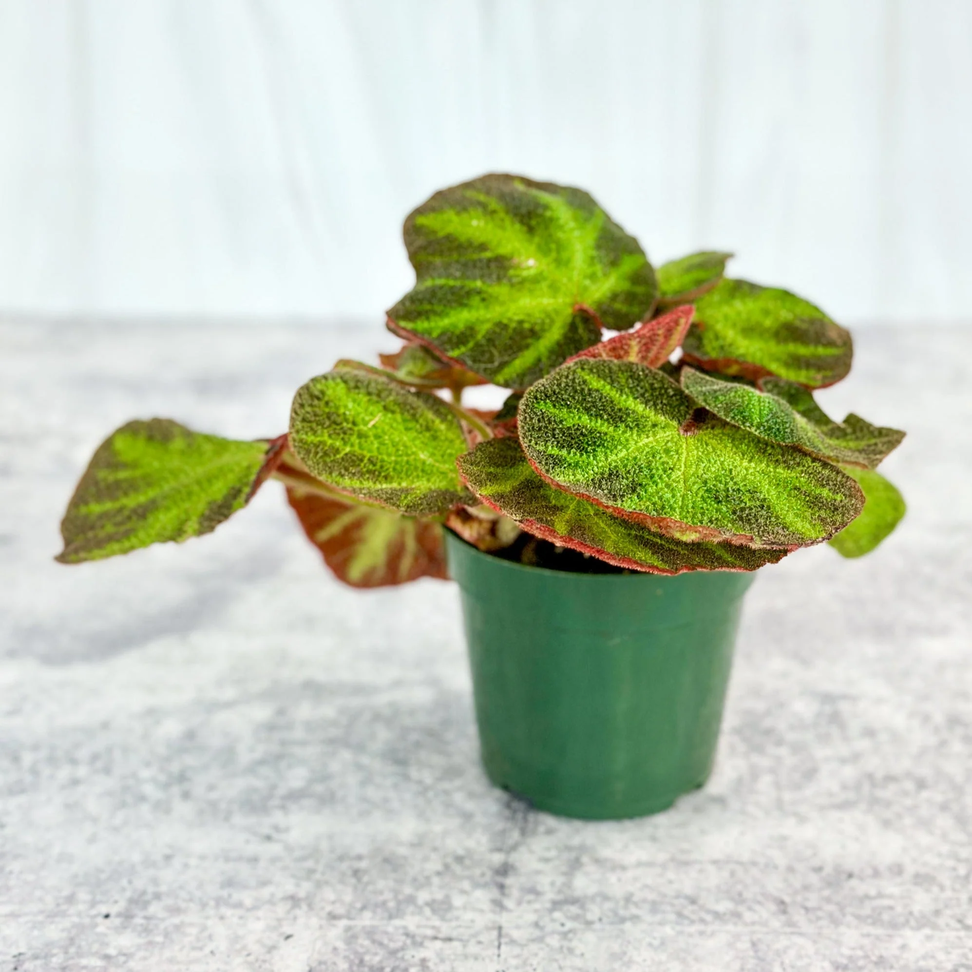Begonia soli-mutata – Sonnenverändernde Begonie – 10,2 cm