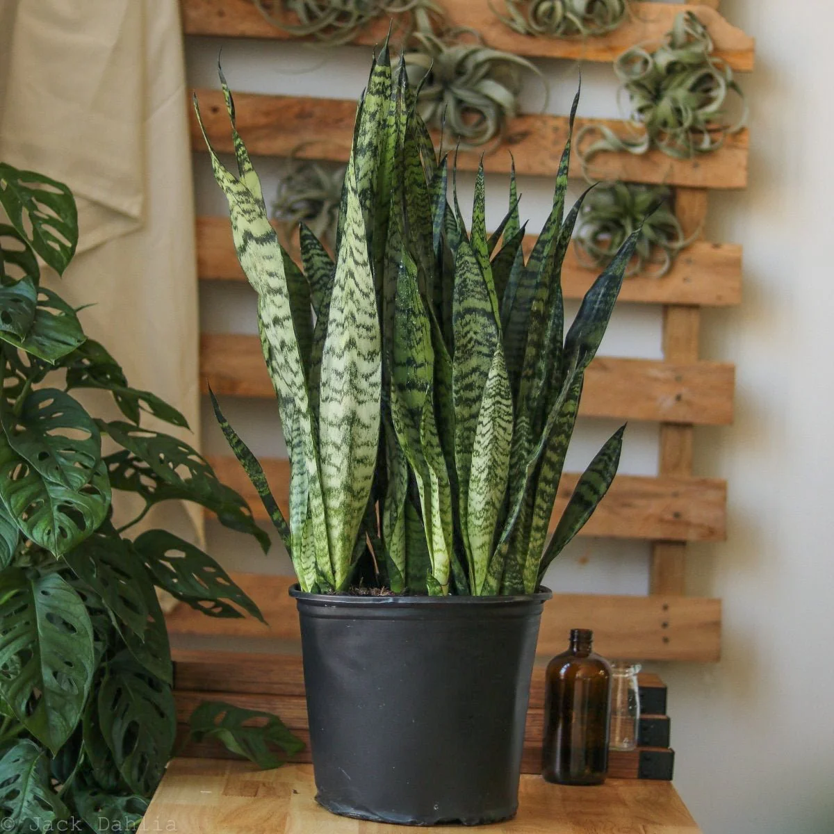Sansevieria zeylanica 'Bowstring Hemp' Bodenpflanze