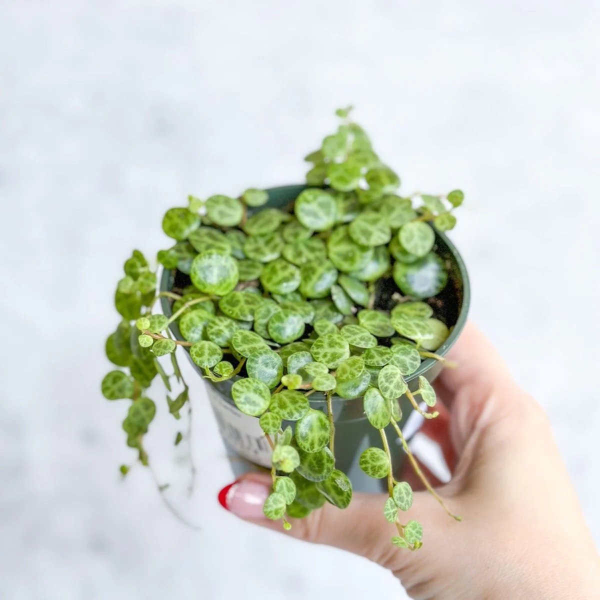 Peperomia Prostrata – „String of Turtles“ – 3,5 Zoll