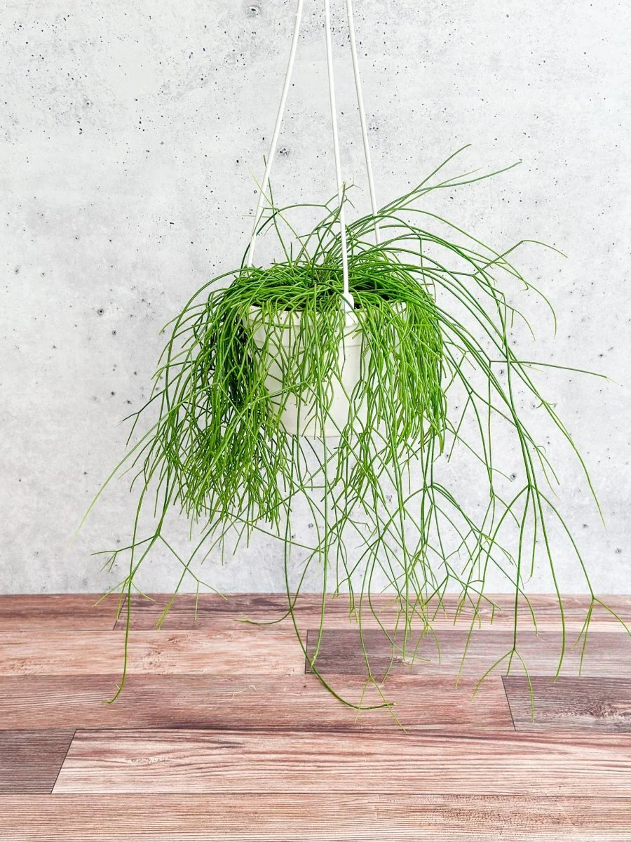 Rhipsalis burchellii - Hängekorb mit Mistelzweig-Kaktus