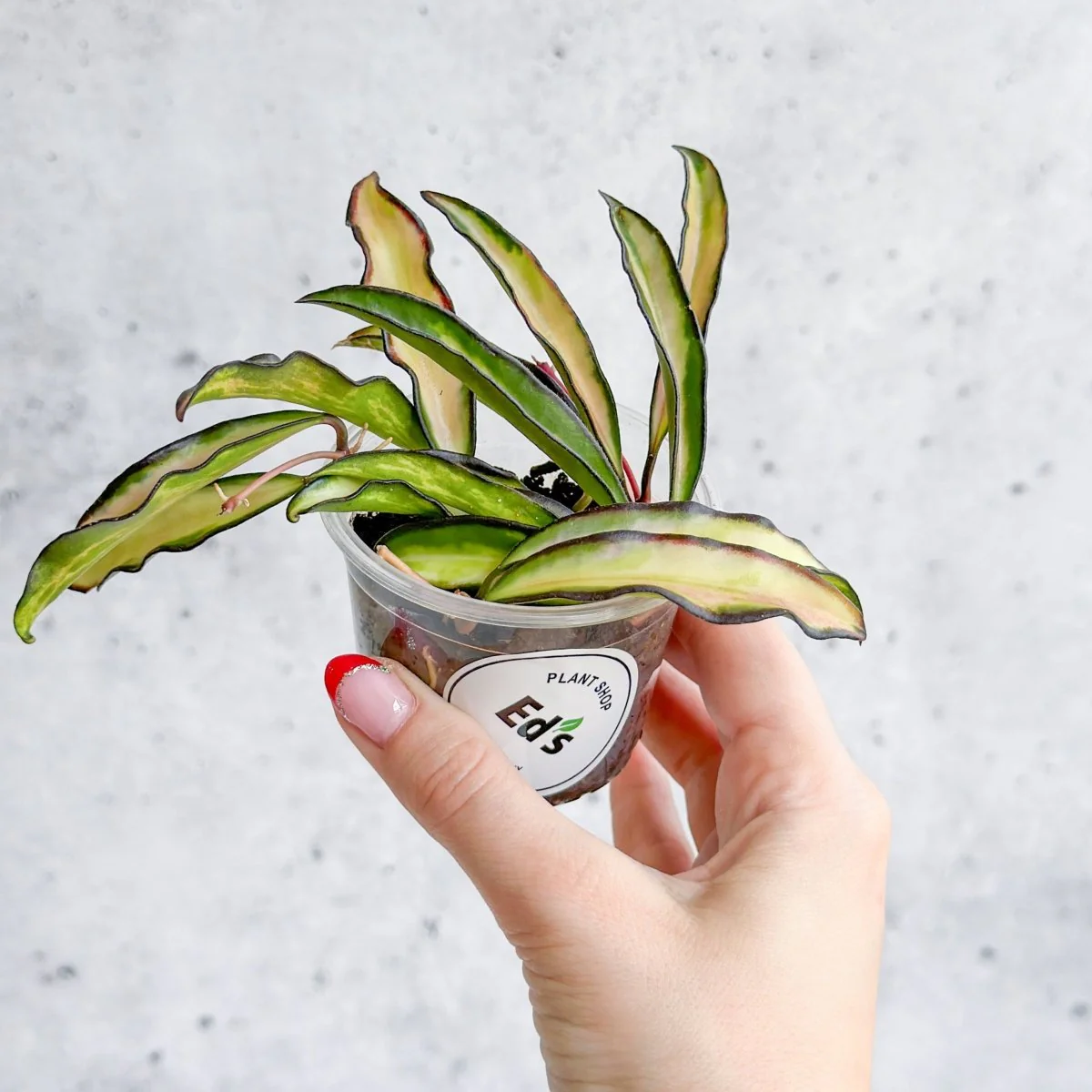 Hoya Wayetii Tricolor Variegated - Verschiedene Größen