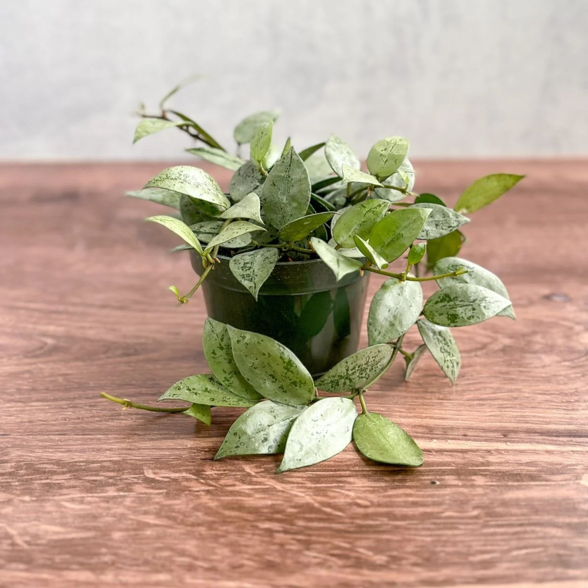 Hoya krohniana 'Silver' - Silberne Hoya