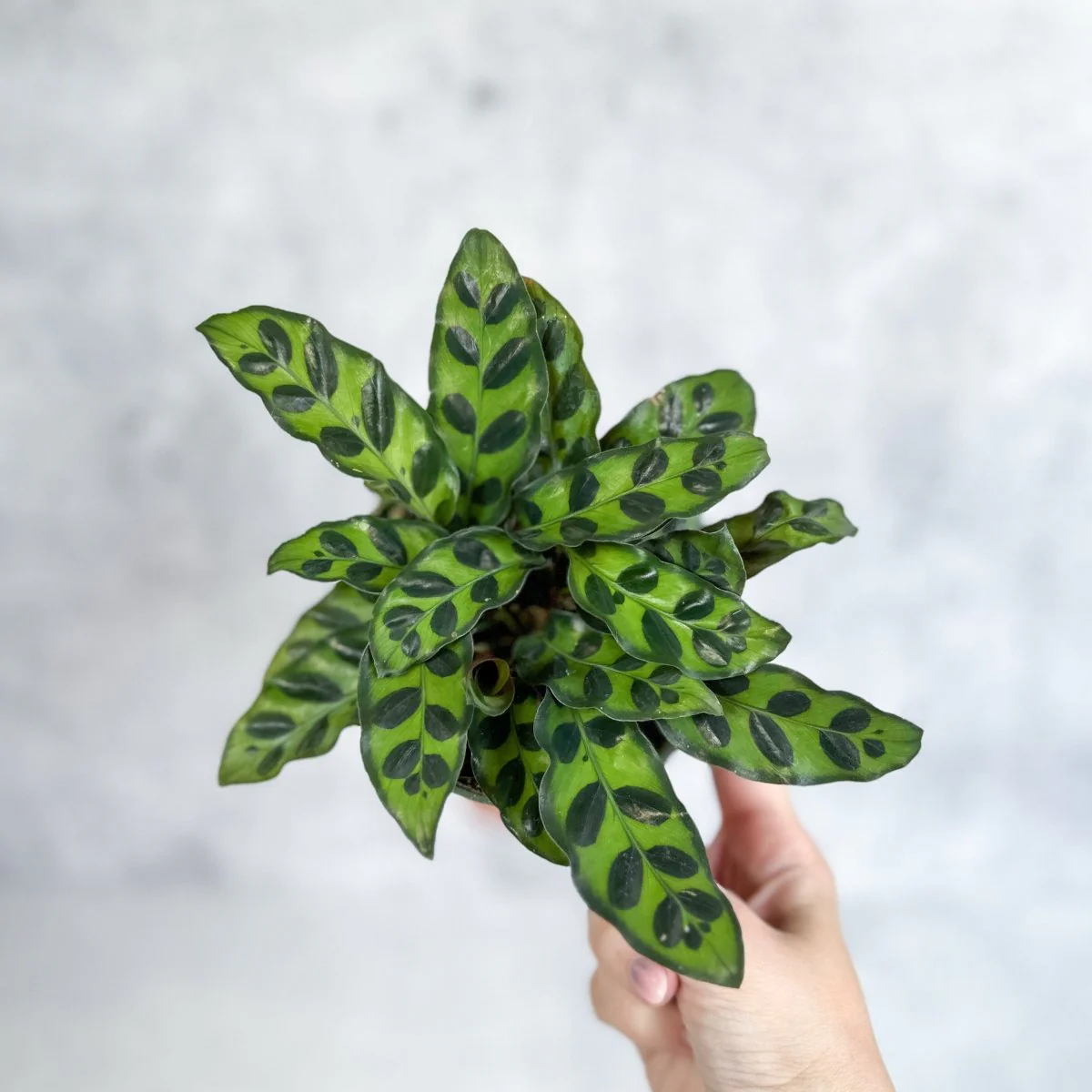 Calathea Lancifolia 'Klapperschlange' (Goeppertia lancifolia)