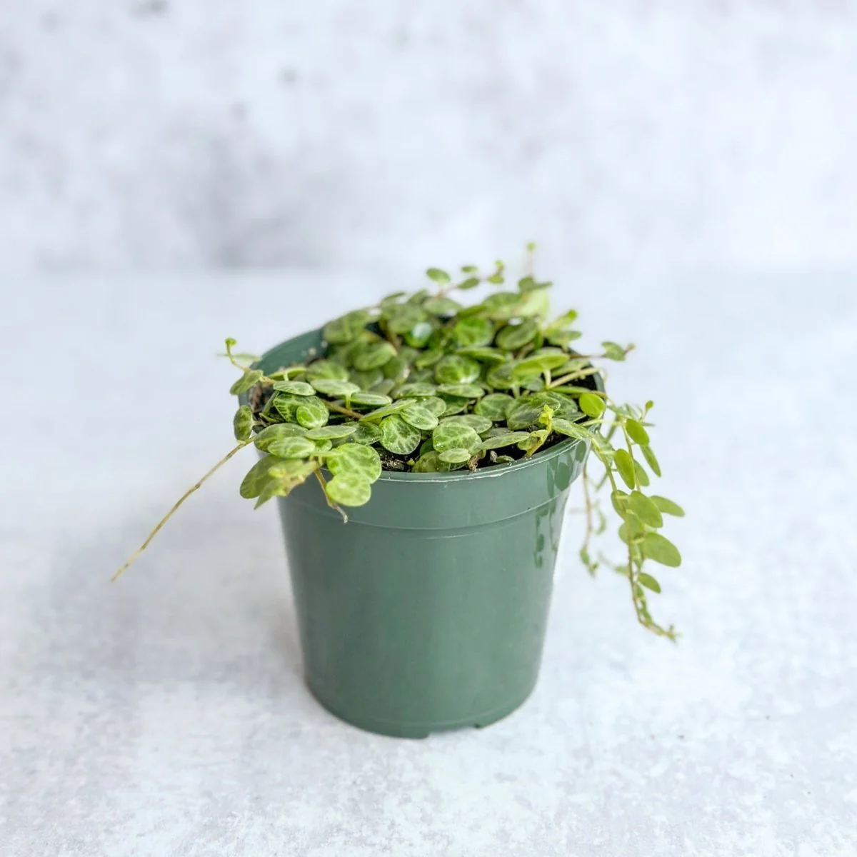 Peperomia Prostrata – „String of Turtles“ – 3,5 Zoll