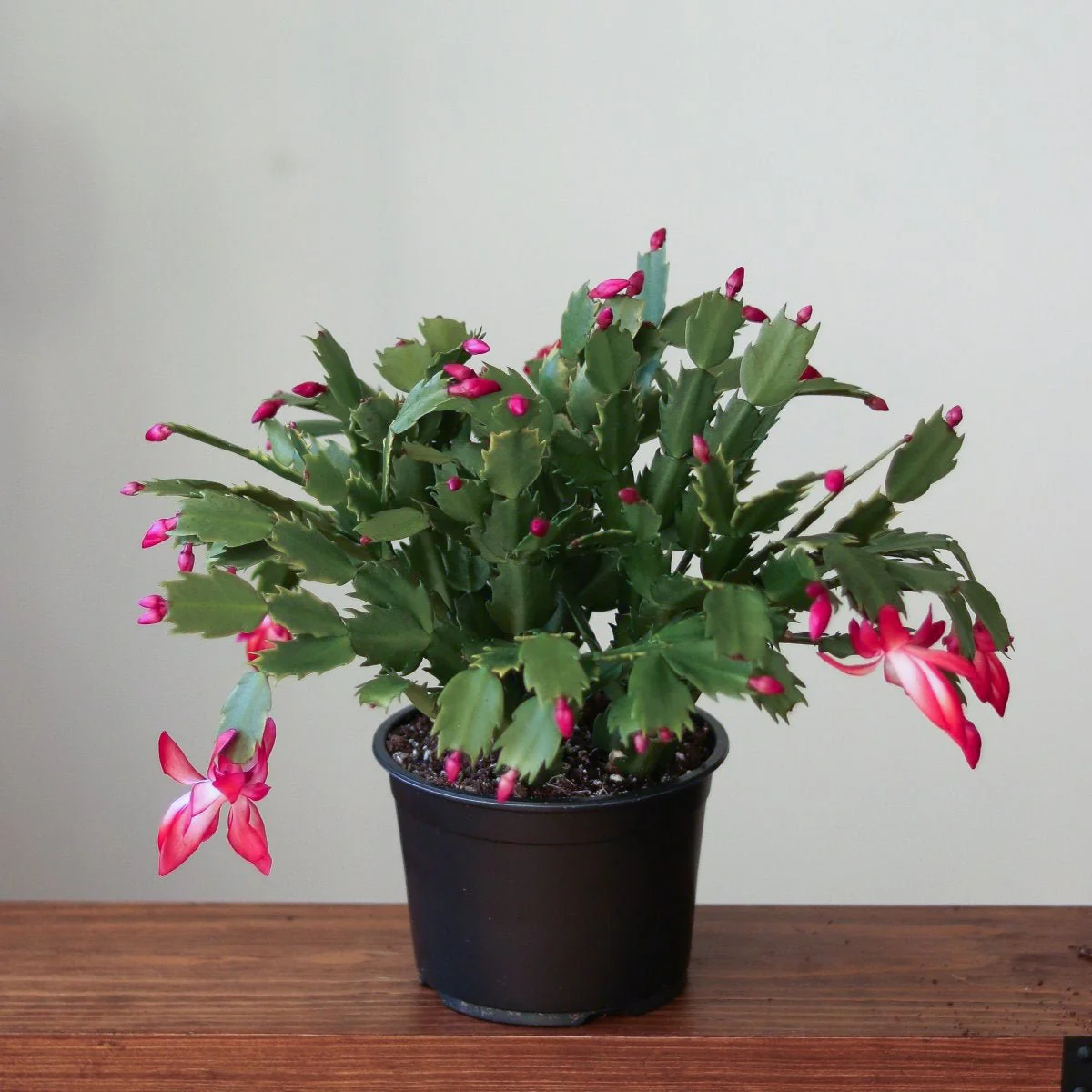 Schlumbergera Bridgessii 'Weihnachtskaktus'