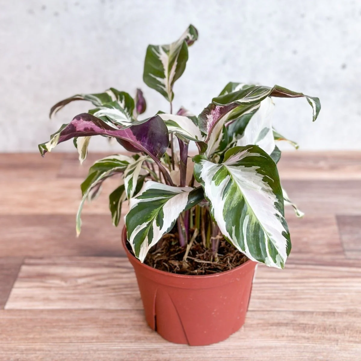 Calathea lietzei 'Stella' - Stella Calathea