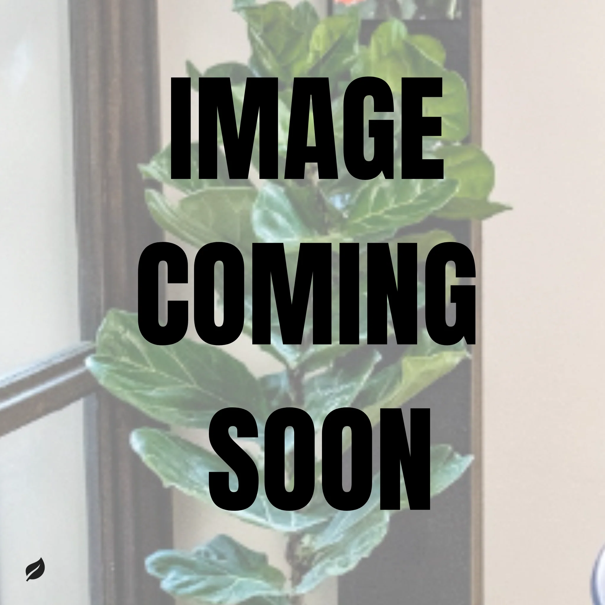 Epipremnum aureum – Goldfarbener Pothos mit hoher Farbe