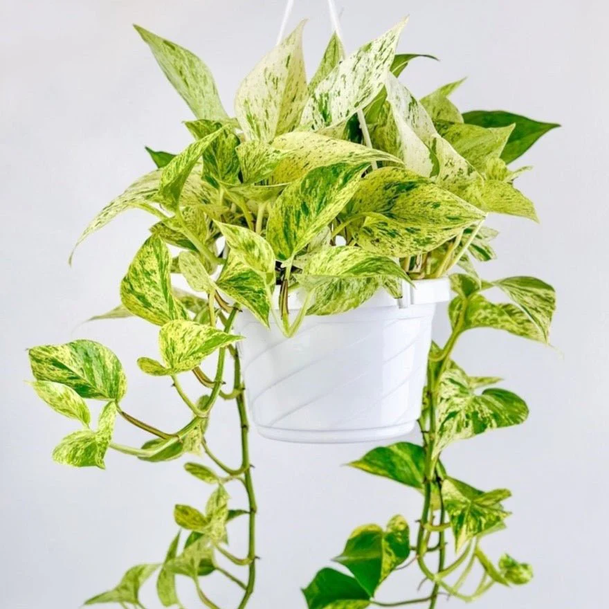 Epipremnum Aureum – Pothos-Hängekorb „Snow Queen“