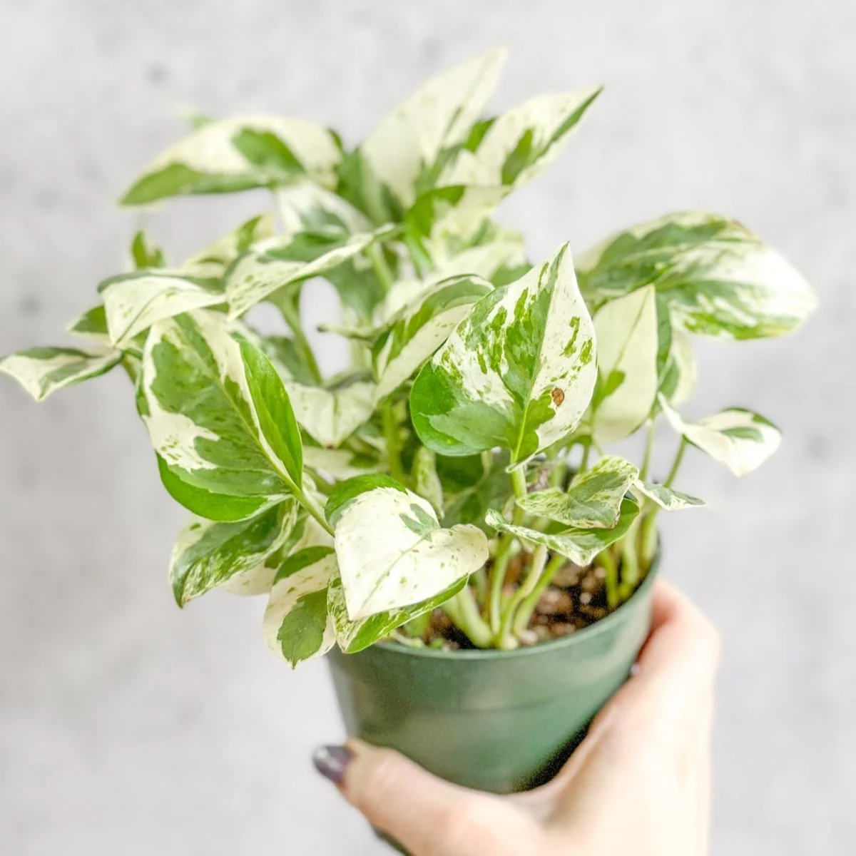 Epipremnum Aureum „Perlen und Jade“ Pothos