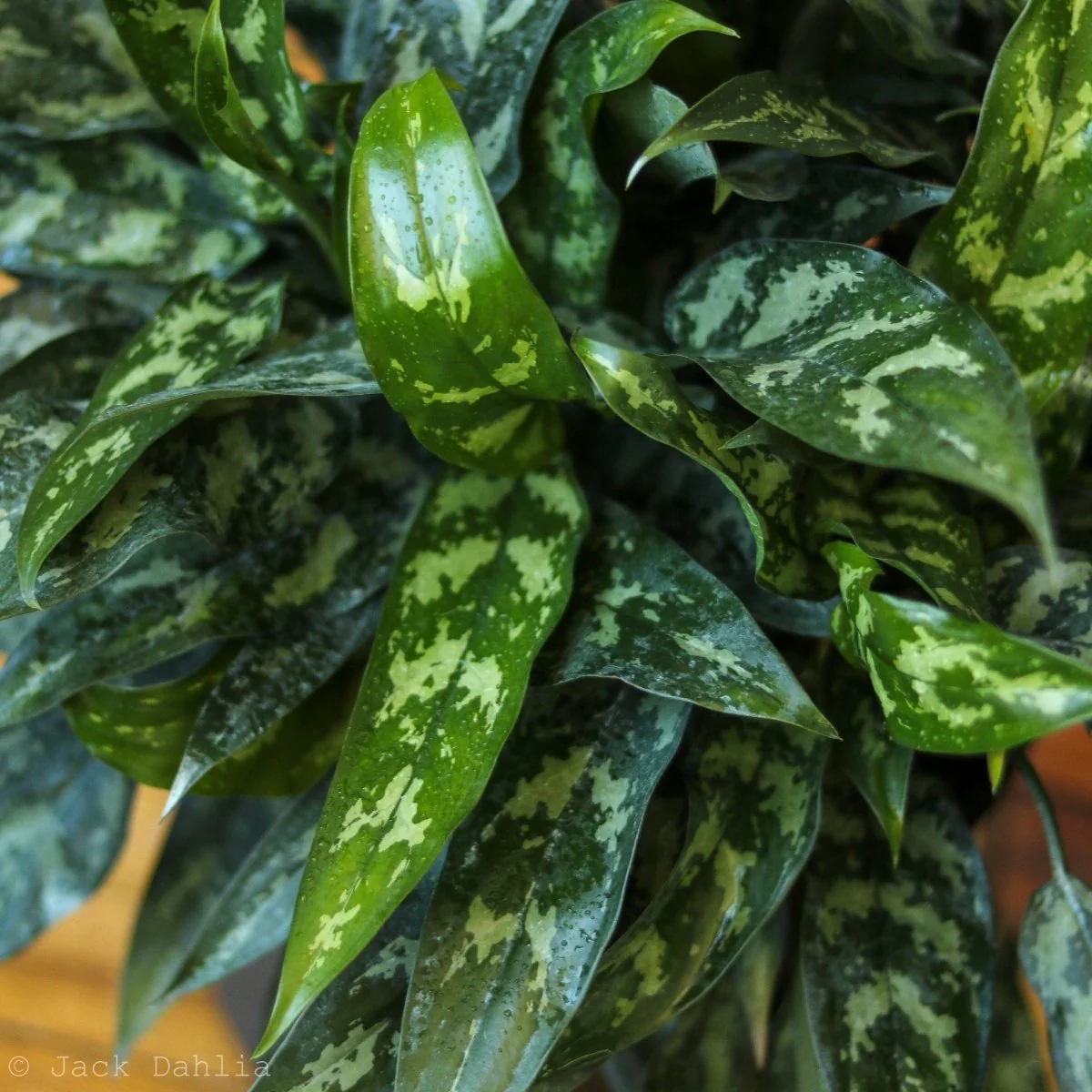 Aglaonema Commutatum 'Maria' - Smaragdgrüne Chinesische Immergrüne Pflanze