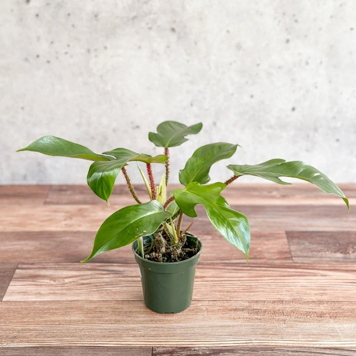 Philodendron squamiferum - Rotborsten-Philodendron - 4 Zoll