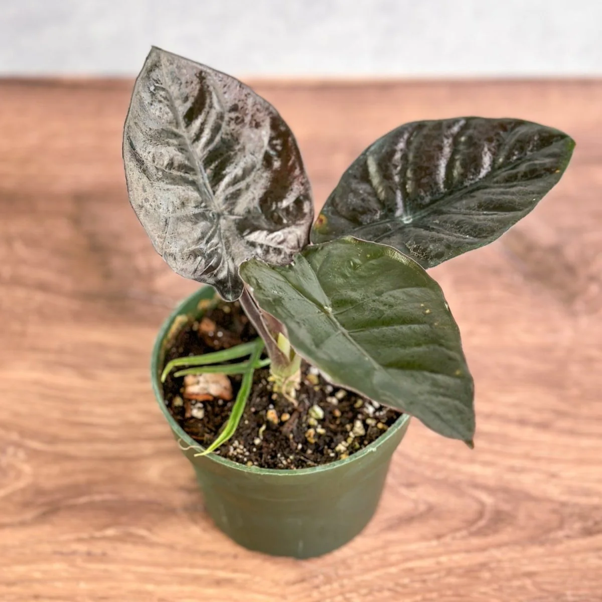 Alocasia infernalis 'Kapit' - 4,5 Zoll