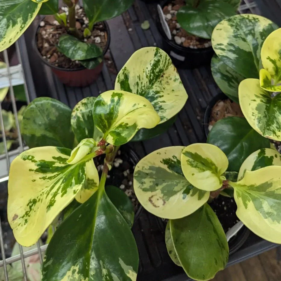 Peperomia obtusifolia „Marble“ – Marmorpeperomia