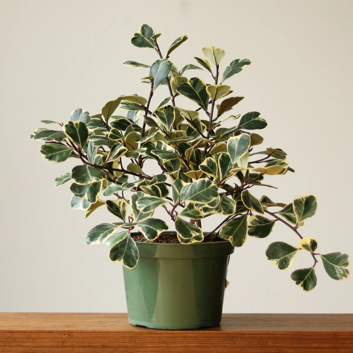 Ficus triangularis 'Variegata'