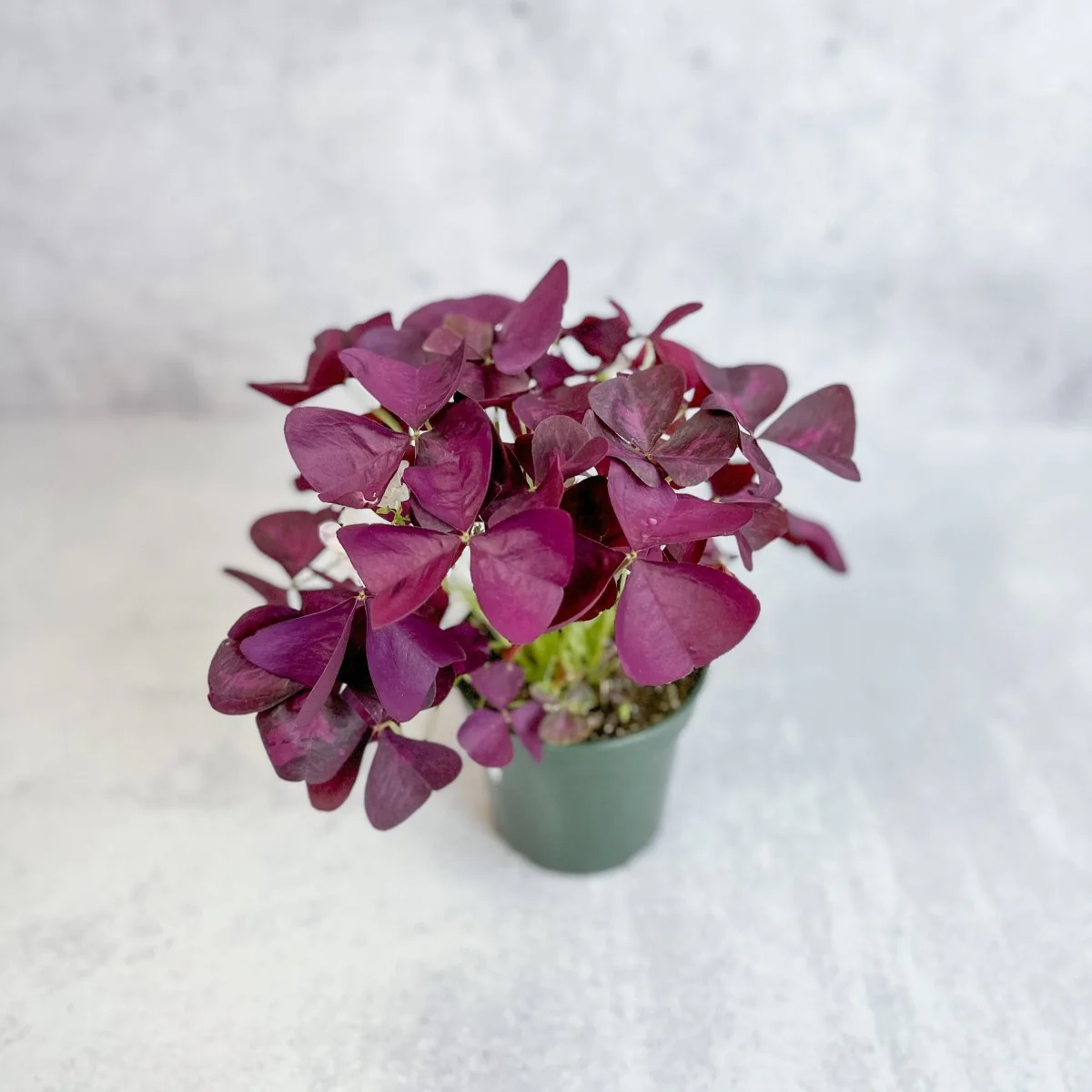 Lila Kleeblatt (Oxalis triangularis)