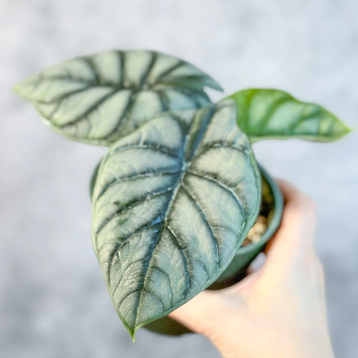 Silberdrache-Alocasia - Alocasia „Silberdrache“ - 4,5 Zoll