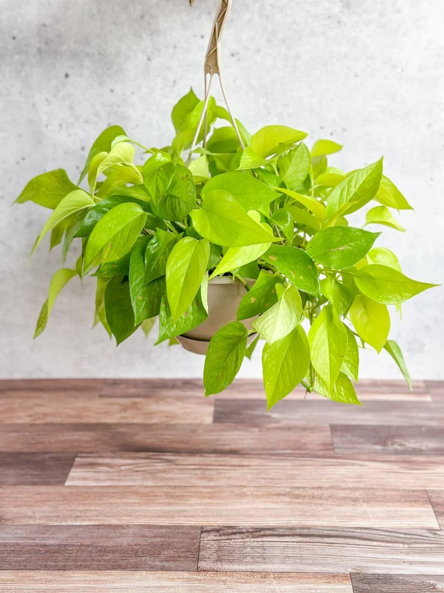 Epipremnum Aureum 'Neon' Pothos - Hängekorb