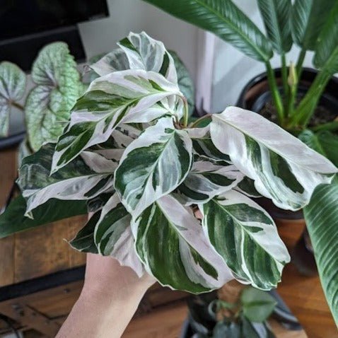 Calathea lietzei 'White Fusion' – Weiße Fusion-Korallenpflanze – Verschiedene Größen