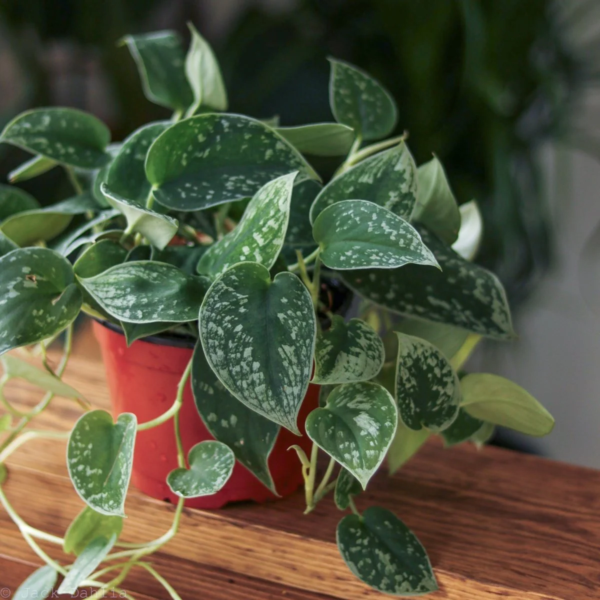 Scindapsus Pictus „Silvery Anne“ – Silberner Pothos
