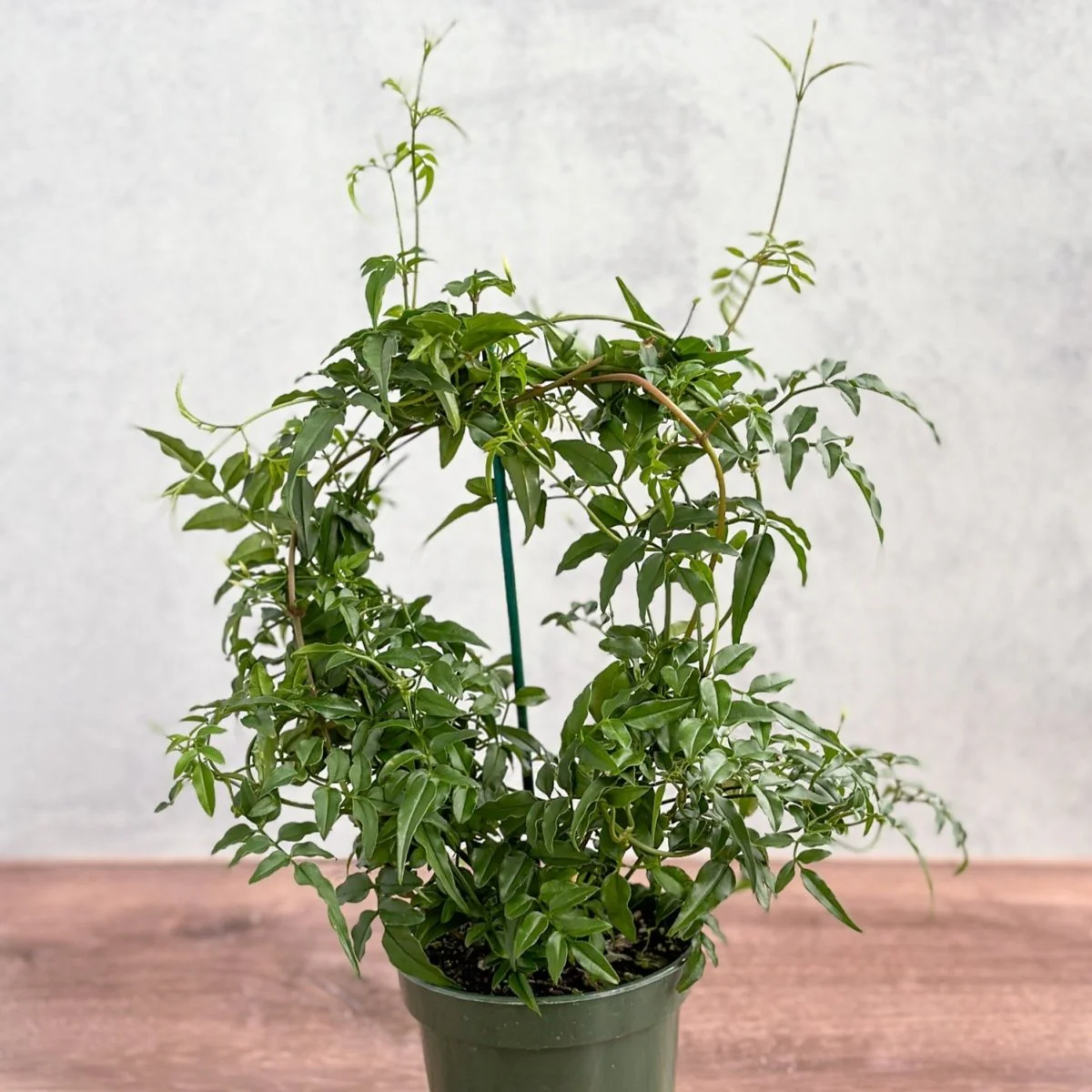 Jasmine polyanthum - Duftender Jasminring