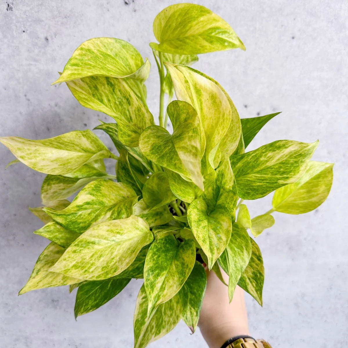 Epipremnum Aureum „Neon Queen“ Pothos