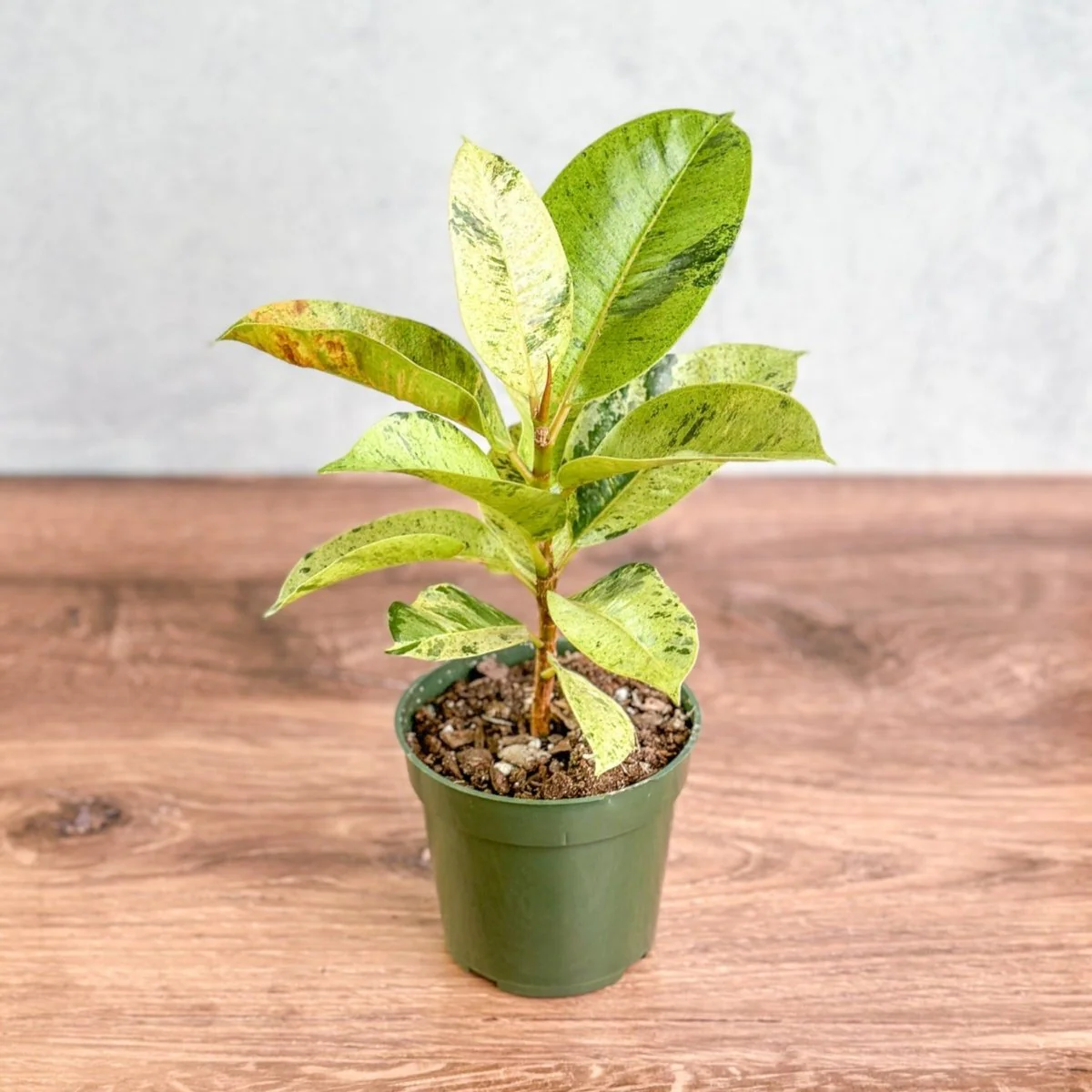 Ficus shiveriana 'Moonshine'