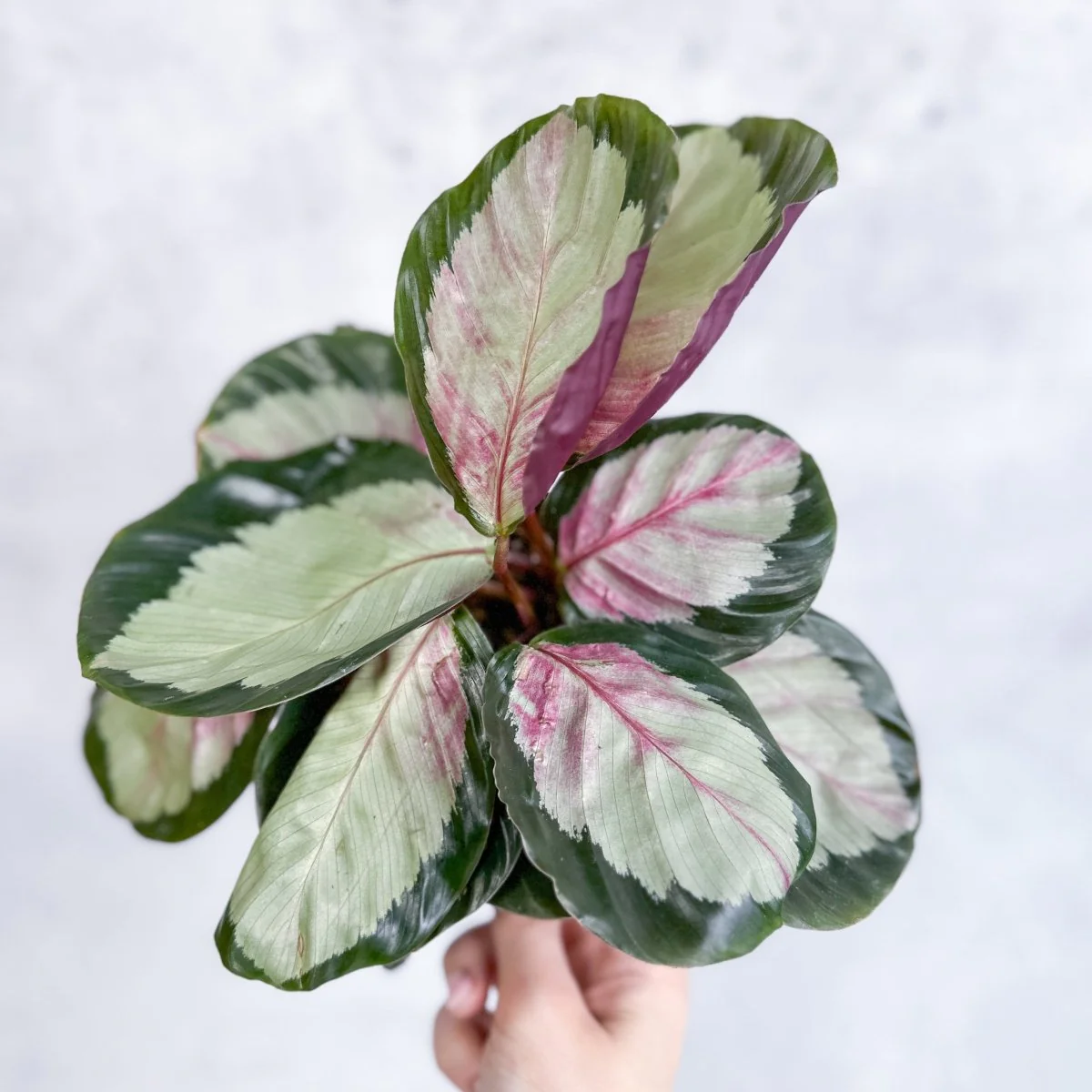 Calathea 'Rosy' - Rosige Calathea