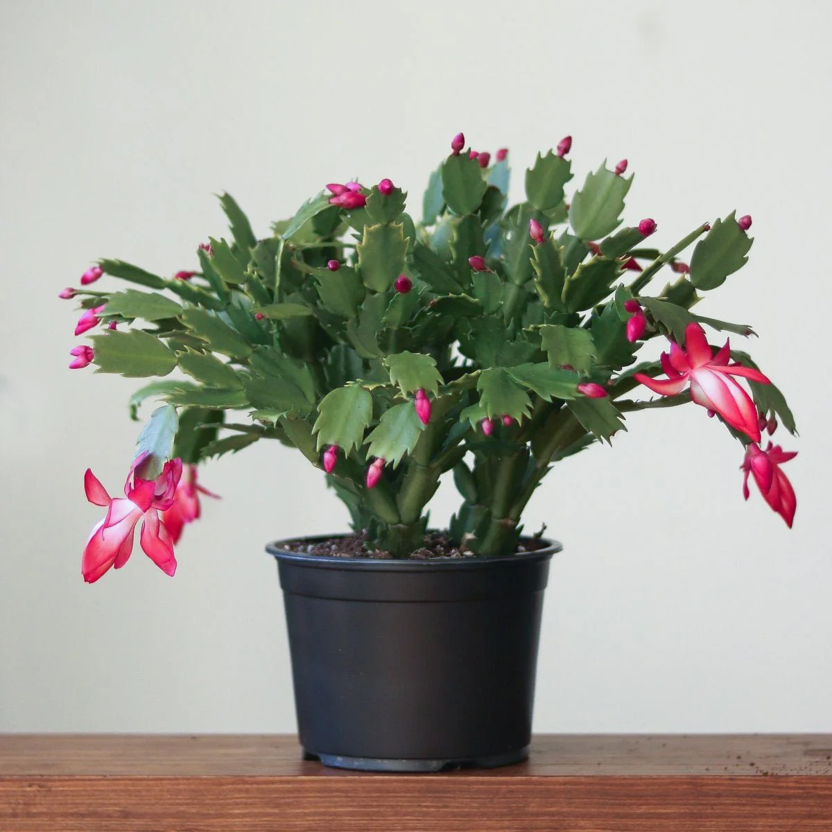Schlumbergera Bridgessii 'Weihnachtskaktus'