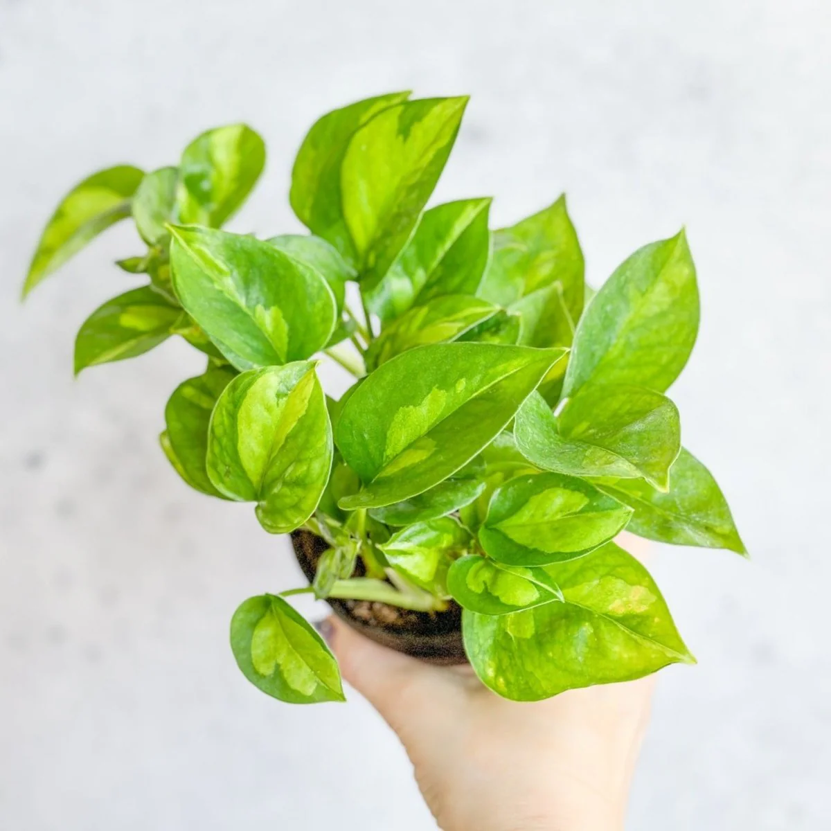 Epipremnum Aureum „Global Green“ – Global Green Pothos – Verschiedene Größen