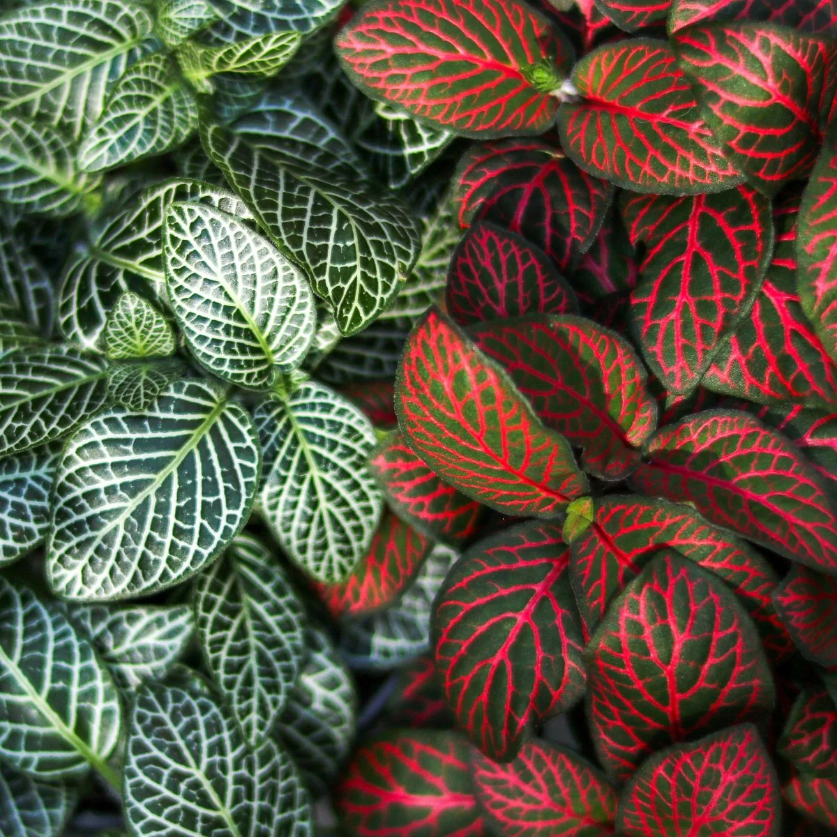 Fittonia Albivenis – Mosaik-/Nervenpflanze – verschiedene Größen