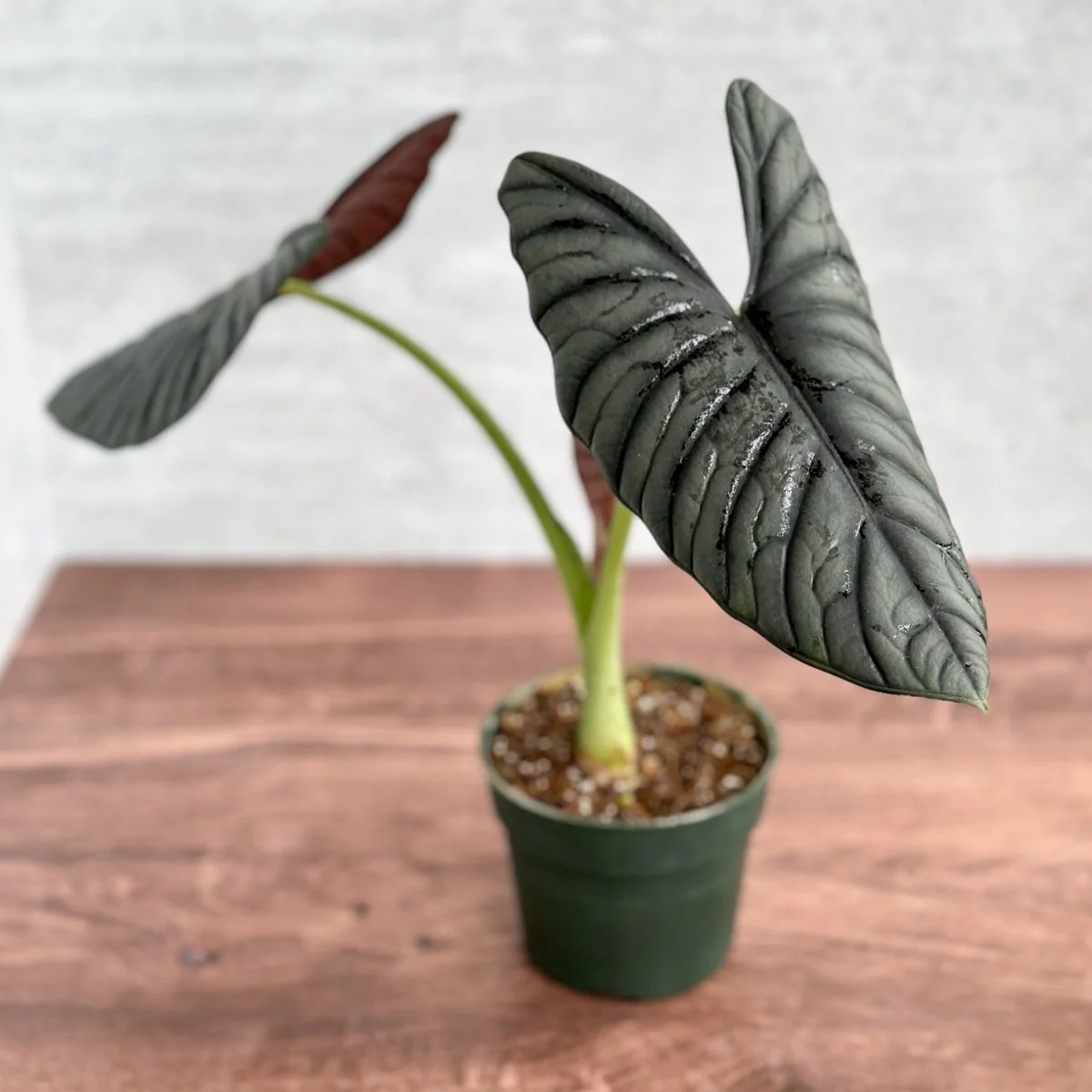 Alocasia 'Blue Dragon' - Blauer Drache Alocasia 4,5 Zoll