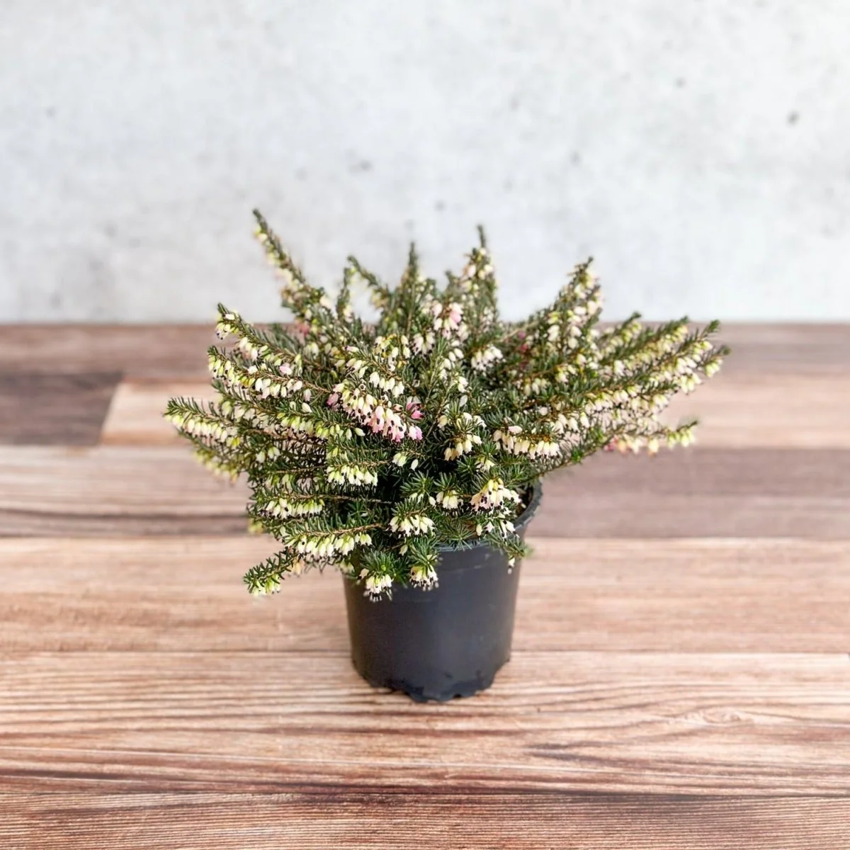Erica carnea - Blühende Heide