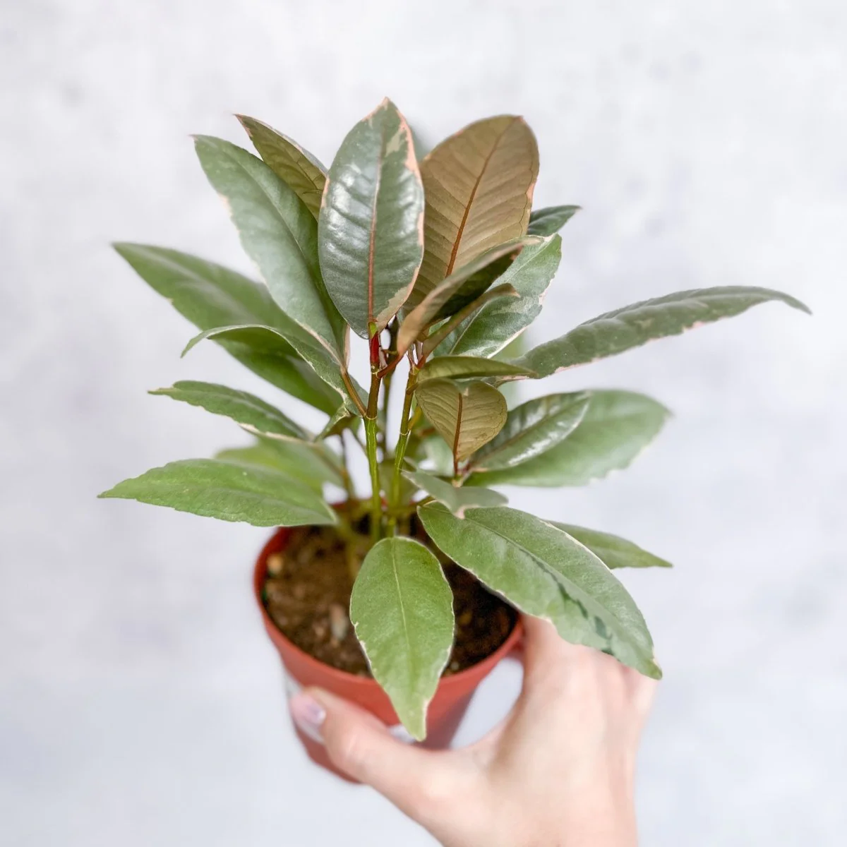 Ficus elastica 'Ruby' - Rubin-Ficus - Verschiedene Größen