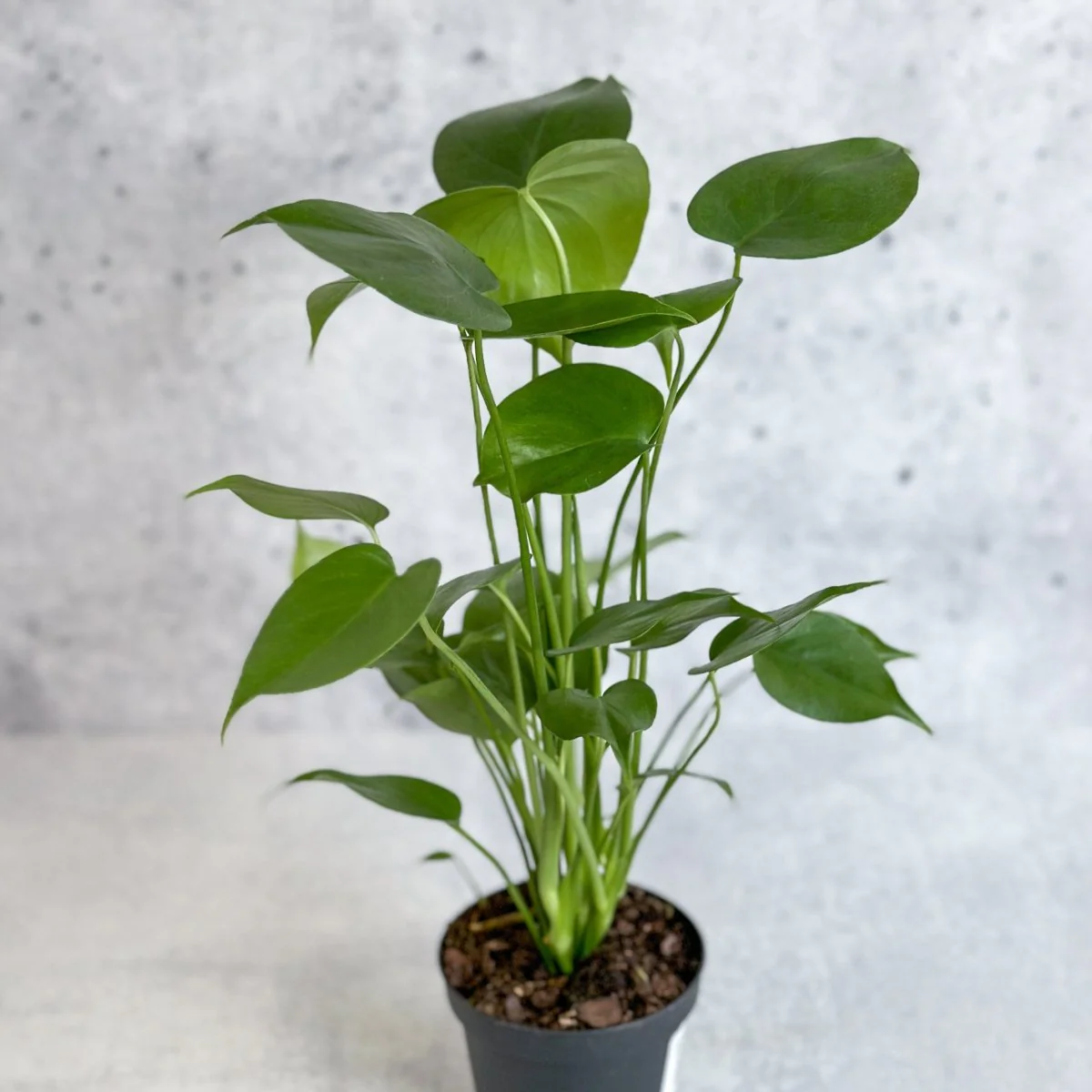 Monstera deliciosa – Spaltblättriger Philodendron