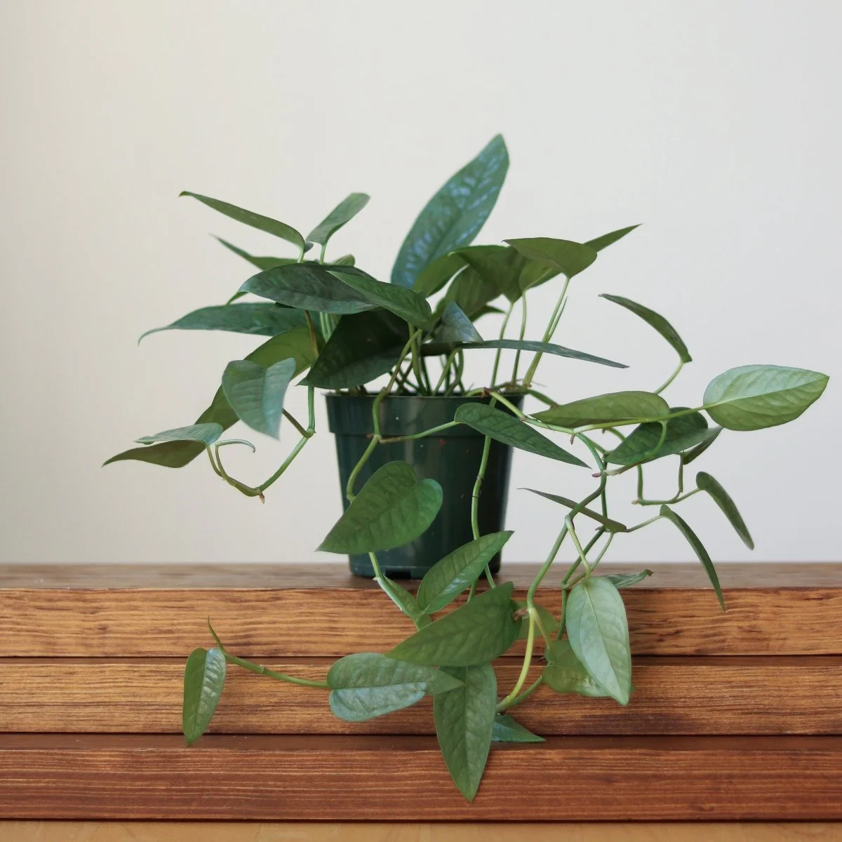 Epipremnum Pinnatum 'Cebu Blue'
