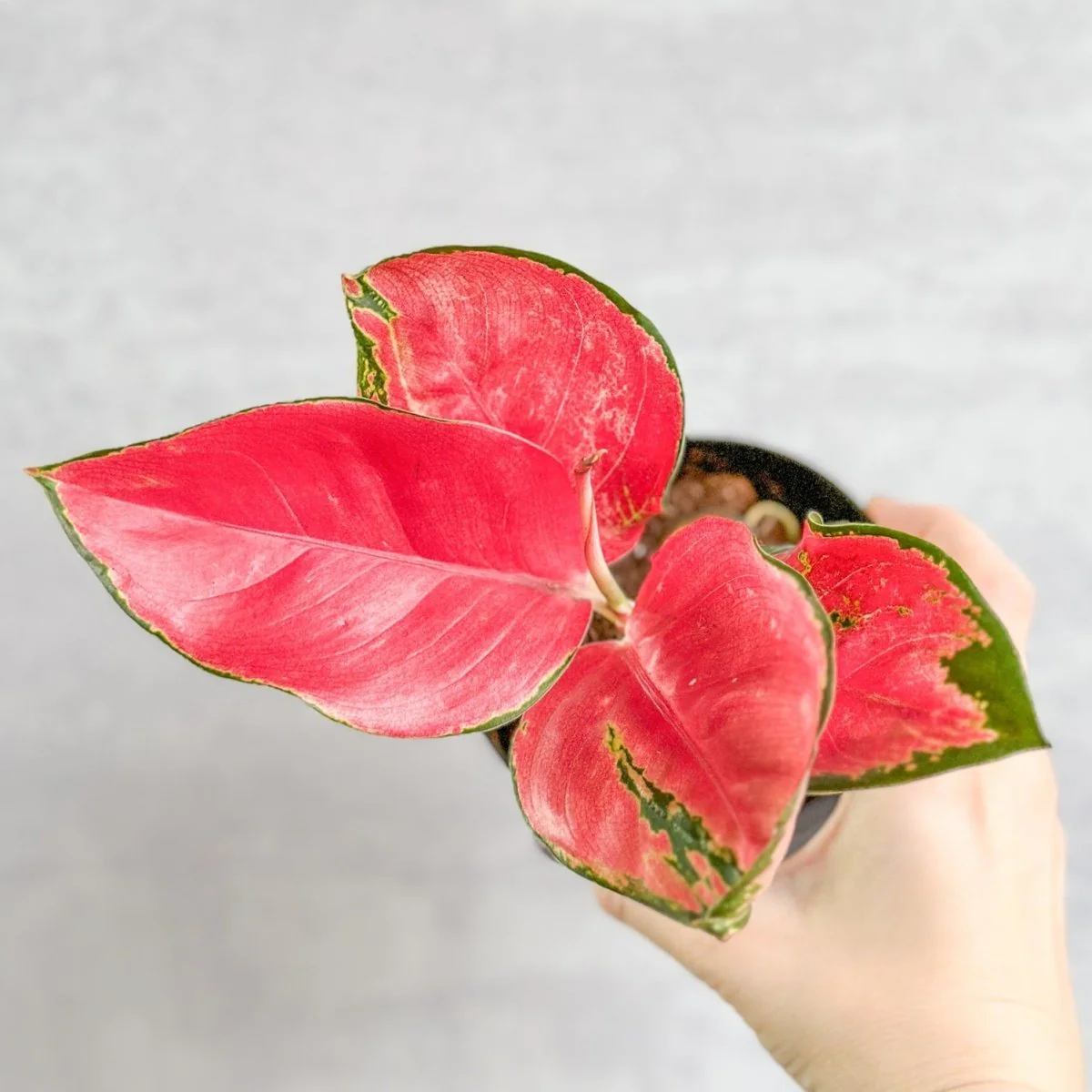 Aglaonema Suksom Jaipong Hybrid Chinese Evergreen – 4 Zoll