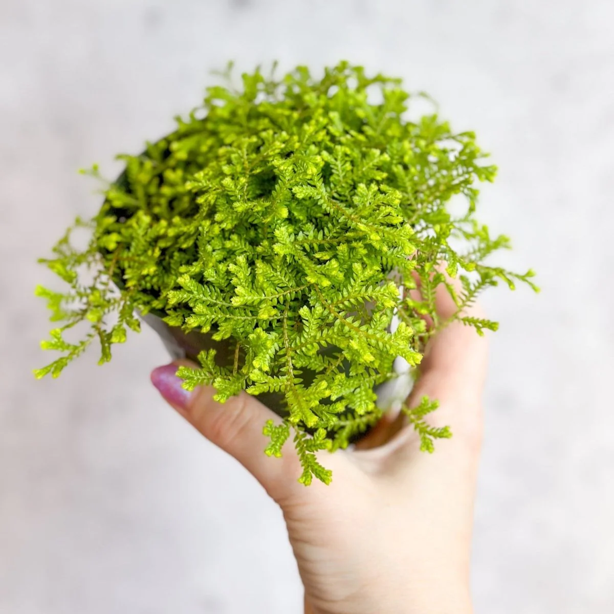 Goldenes Bärlauch (Selaginella kraussiana „Aurea“)