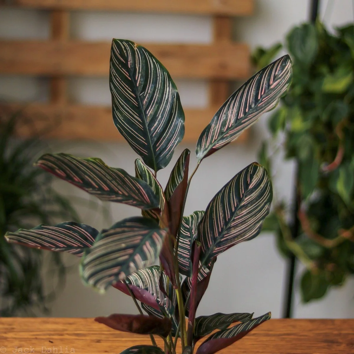 Calathea Ornata 'Nadelstreifen' Gebetspflanze