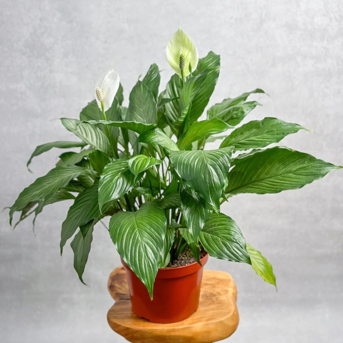 Spathiphyllum 'Peace Lilly' Bodenpflanze