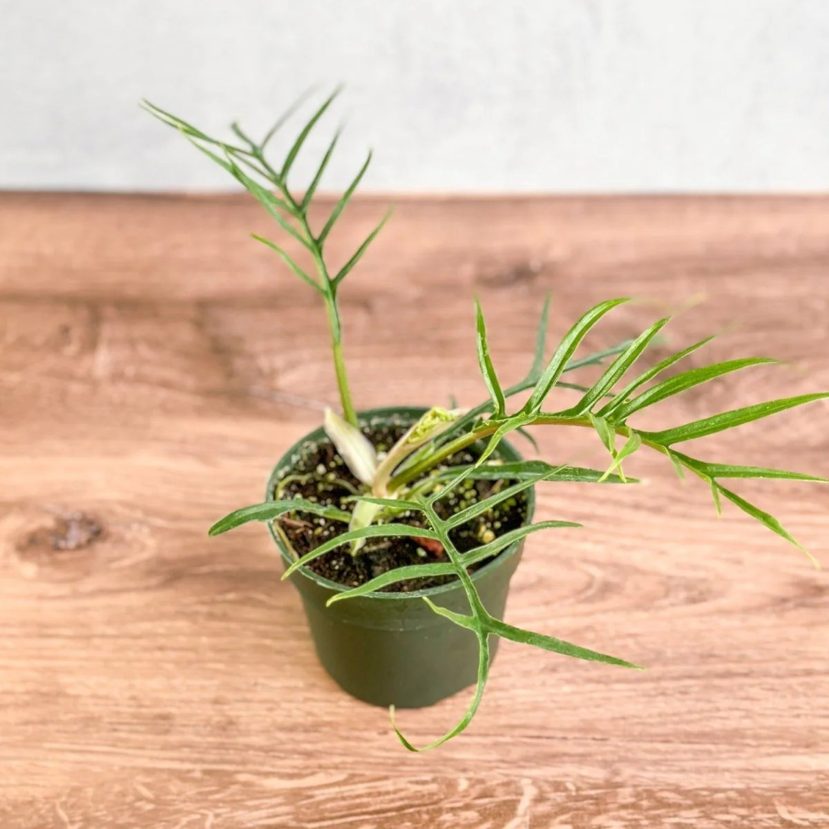 Philodendron 'Tortum' - Philodendron mit Spitzenblättern - 4,5 Zoll