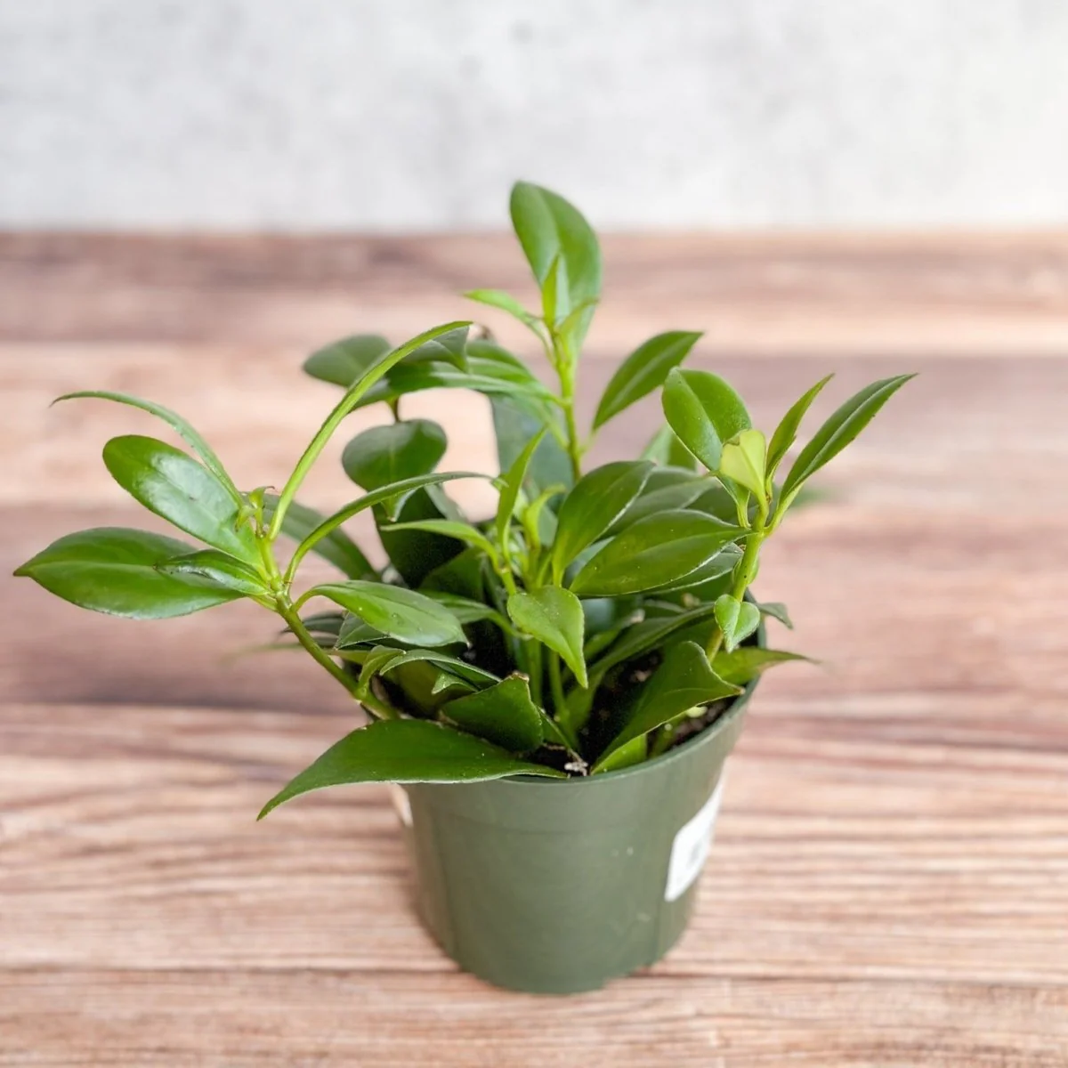 Rapunzel-Lippenstiftpflanze - Aeschynanthus japhrolepsis - 4 Zoll