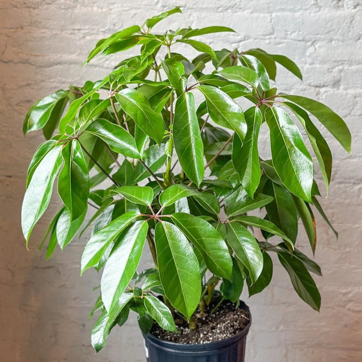 Schefflera amate – Amate-Schirmbaum