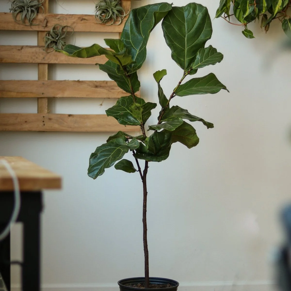 Ficus Lyrata „Geigenfeige“ – verschiedene Größen, große Bodenpflanze