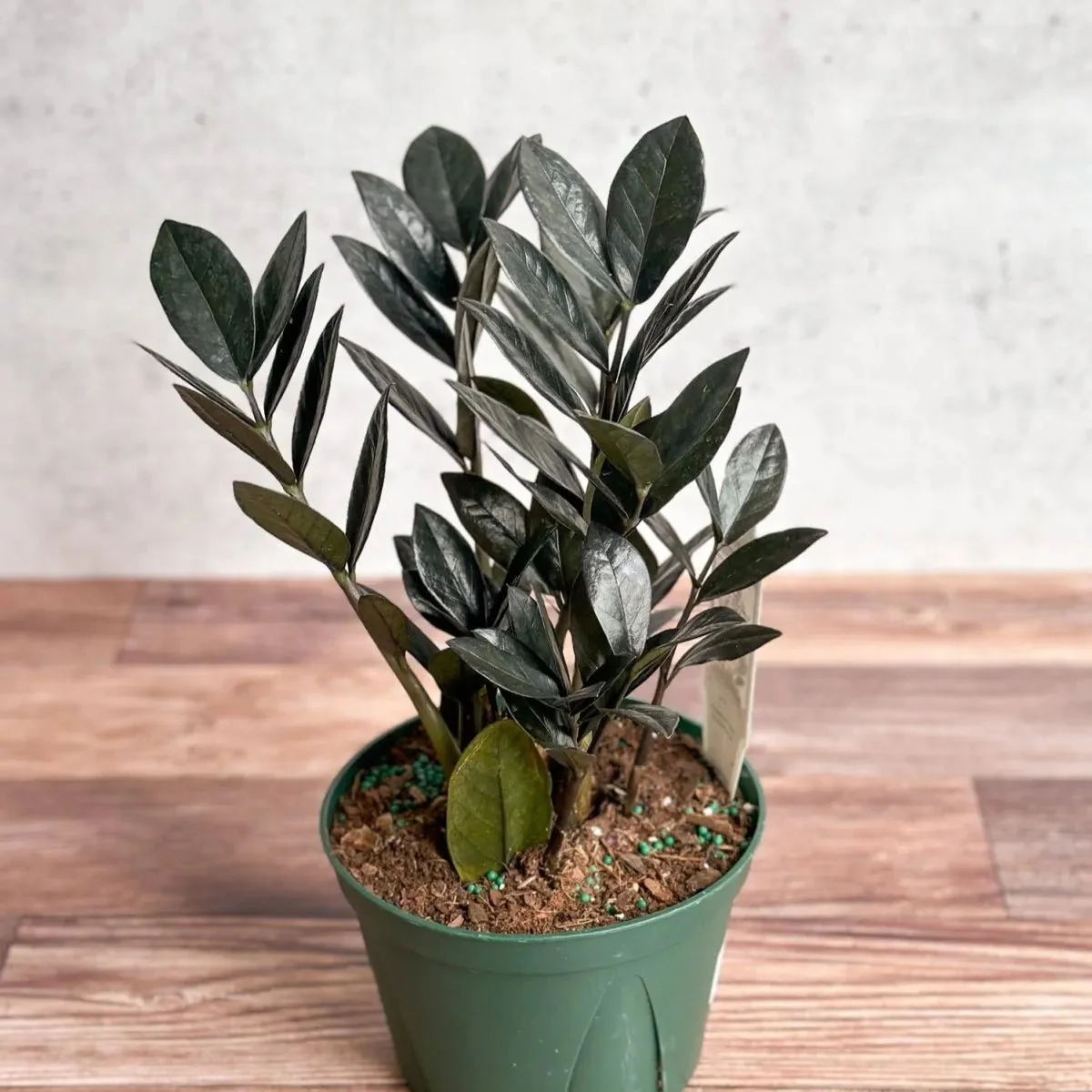 Zamioculcas zamiifolia 'Raven ZZ'