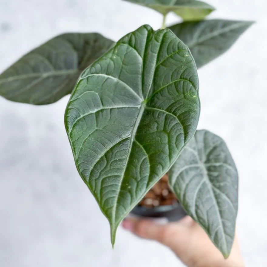 Alocasia Maharani - Graue Drachen-Alocasia - 4,5 Zoll