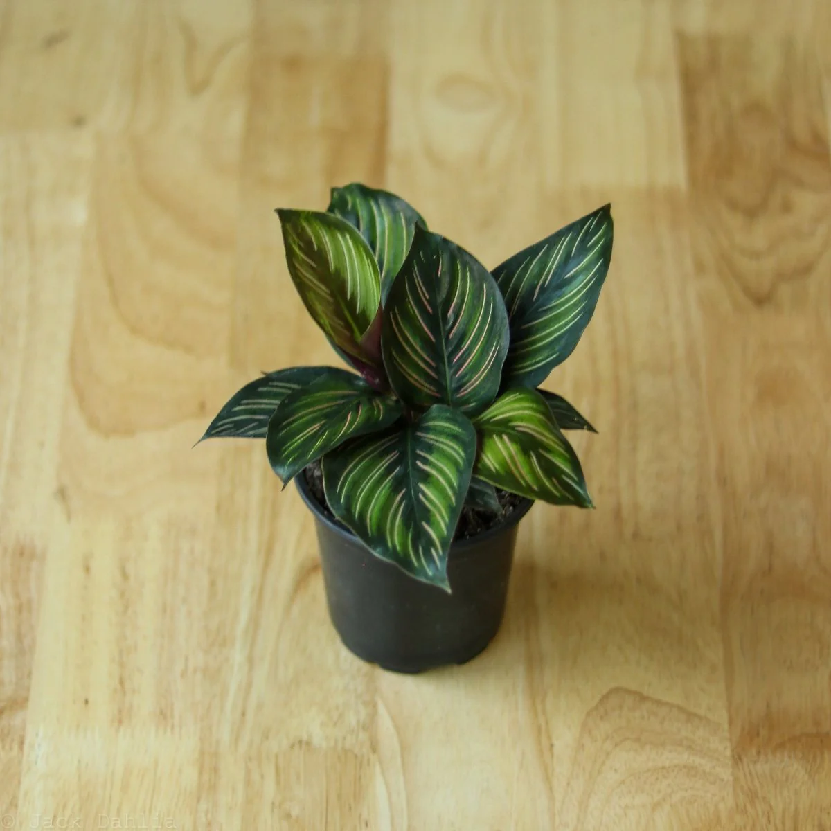 Calathea Ornata 'Beauty Star' - 4 Zoll